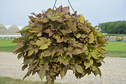 Floramia Verdino Sweet Potato Vine (Ipomoea batatas 'Flora Mia Verdino') at Lakeshore Garden Centres