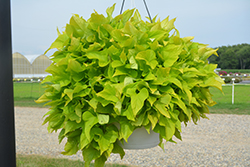 Floramia Limon Wedge Sweet Potato Vine (Ipomoea batatas 'Flora Mia Limon Wedge') at Lakeshore Garden Centres