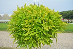 Floramia Limon Sweet Potato Vine (Ipomoea batatas 'Flora Mia Limon') at Lakeshore Garden Centres