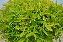 Floramia Limon Sweet Potato Vine (Ipomoea batatas 'Flora Mia Limon') at Lakeshore Garden Centres