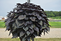 Floramia Cameo Sweet Potato Vine (Ipomoea batatas 'Flora Mia Cameo') at Lakeshore Garden Centres