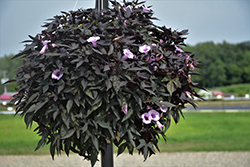 Floramia Cameo Sweet Potato Vine (Ipomoea batatas 'Flora Mia Nero') at Lakeshore Garden Centres