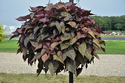 Floramia Rosso Sweet Potato Vine (Ipomoea batatas 'Flora Mia Rosso') at Lakeshore Garden Centres