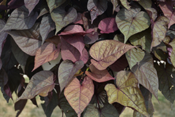 Floramia Rosso Sweet Potato Vine (Ipomoea batatas 'Flora Mia Rosso') at Lakeshore Garden Centres