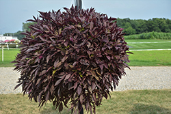 Illusion Garnet Lace Sweet Potato Vine (Ipomoea batatas 'Illusion Garnet Lace') at Lakeshore Garden Centres