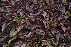 Illusion Garnet Lace Sweet Potato Vine (Ipomoea batatas 'Illusion Garnet Lace') at Lakeshore Garden Centres