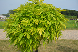 Sweet Caroline Kiwi Sweet Potato Vine (Ipomoea batatas 'NCORNSP-025SCK') at Lakeshore Garden Centres