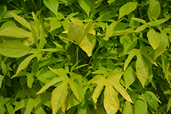 Sweet Caroline Kiwi Sweet Potato Vine (Ipomoea batatas 'NCORNSP-025SCK') at Lakeshore Garden Centres