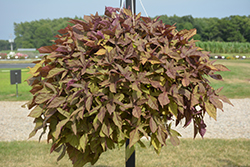 Sidekick Bronze Sweet Potato Vine (Ipomoea batatas 'Sidekick Bronze') at Lakeshore Garden Centres