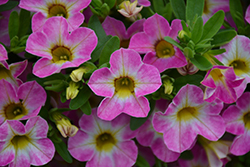 Chameleon Starlet Pink Calibrachoa (Calibrachoa 'Wescachamstap') at Lakeshore Garden Centres