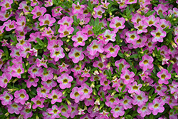 Chameleon Starlet Pink Calibrachoa (Calibrachoa 'Wescachamstap') at Lakeshore Garden Centres