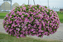 Chameleon Starlet Pink Calibrachoa (Calibrachoa 'Wescachamstap') at Lakeshore Garden Centres