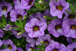 Chameleon Lavender Sorbet Calibrachoa (Calibrachoa 'Wescachalasoi') at Lakeshore Garden Centres