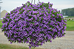 Chameleon Lavender Sorbet Calibrachoa (Calibrachoa 'Wescachalasoi') at Lakeshore Garden Centres