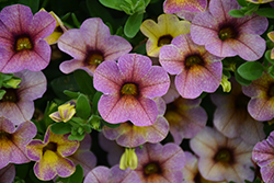Chameleon Blueberry Scone Calibrachoa (Calibrachoa 'Wescachadpiyecheba') at Lakeshore Garden Centres