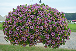 Chameleon Blueberry Scone Calibrachoa (Calibrachoa 'Wescachadpiyecheba') at Lakeshore Garden Centres