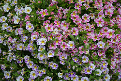 Candy Shop Pixie Stix Mix Calibrachoa (Calibrachoa 'Candy Shop Pixie Stix Mix') at Lakeshore Garden Centres