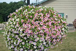 Candy Shop Pixie Stix Mix Calibrachoa (Calibrachoa 'Candy Shop Pixie Stix Mix') at Lakeshore Garden Centres