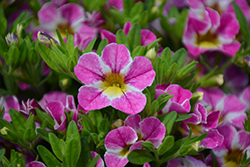 Candy Shop Candy Crush Calibrachoa (Calibrachoa 'Candy Shop Candy Crush') at Lakeshore Garden Centres