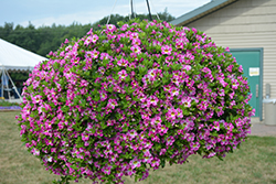 Candy Shop Candy Crush Calibrachoa (Calibrachoa 'Candy Shop Candy Crush') at Lakeshore Garden Centres
