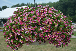 Candy Shop Fancy Berry Calibrachoa (Calibrachoa 'Candy Shop Fancy Berry') at Lakeshore Garden Centres