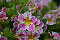 Candy Shop Sweet Dreams Calibrachoa (Calibrachoa 'Wescaswee') at Lakeshore Garden Centres