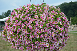 Candy Shop Sweet Dreams Calibrachoa (Calibrachoa 'Wescaswee') at Lakeshore Garden Centres