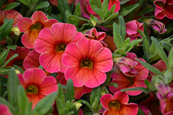 Chameleon Atomic Orange Calibrachoa (Calibrachoa 'Wescachamator') at Lakeshore Garden Centres