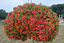 Chameleon Atomic Orange Calibrachoa (Calibrachoa 'Wescachamator') at Lakeshore Garden Centres