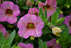 Chameleon Lemon Berry Calibrachoa (Calibrachoa 'Wescachalebe') at Lakeshore Garden Centres