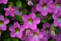 Chameleon Pink Diamond Calibrachoa (Calibrachoa 'Wescachampidi') at Lakeshore Garden Centres