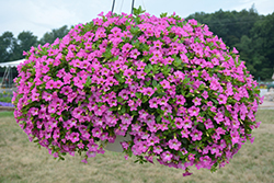 Chameleon Pink Diamond Calibrachoa (Calibrachoa 'Wescachampidi') at Lakeshore Garden Centres