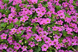 Chameleon Pink Diamond Calibrachoa (Calibrachoa 'Wescachampidi') at Lakeshore Garden Centres