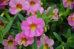 Chameleon Twinkled Pink Calibrachoa (Calibrachoa 'Wescachamtwip') at Lakeshore Garden Centres