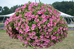 Chameleon Twinkled Pink Calibrachoa (Calibrachoa 'Wescachamtwip') at Lakeshore Garden Centres
