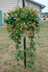 Berried Treasure Red Strawberry (Fragaria ananassa 'Berried Treasure Red') at Lakeshore Garden Centres