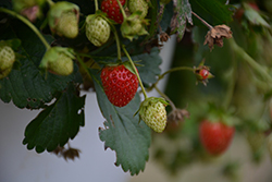Berried Treasure Pink Strawberry (Fragaria ananassa 'Berried Treasure Pink') at Lakeshore Garden Centres
