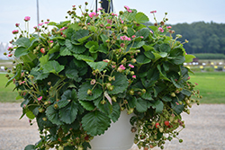 Berried Treasure Pink Strawberry (Fragaria ananassa 'Berried Treasure Pink') at Lakeshore Garden Centres