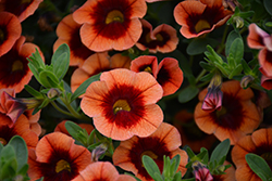 Superbells Tangerine Punch Calibrachoa (Calibrachoa 'BBCAL82201') at Lakeshore Garden Centres