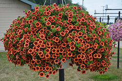 Superbells Tangerine Punch Calibrachoa (Calibrachoa 'BBCAL82201') at Lakeshore Garden Centres