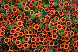 Superbells Tangerine Punch Calibrachoa (Calibrachoa 'BBCAL82201') at Lakeshore Garden Centres