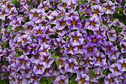 Superbells Holy Smokes! Calibrachoa (Calibrachoa 'BBCAL85805') at Lakeshore Garden Centres
