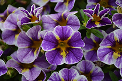 Superbells Holy Smokes! Calibrachoa (Calibrachoa 'BBCAL85805') at Lakeshore Garden Centres