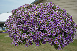 Superbells Holy Smokes! Calibrachoa (Calibrachoa 'BBCAL85805') at Lakeshore Garden Centres