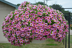 Superbells Holy Cow! Calibrachoa (Calibrachoa 'BBCAL85303') at Lakeshore Garden Centres