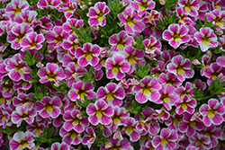 Superbells Holy Cow! Calibrachoa (Calibrachoa 'BBCAL85303') at Lakeshore Garden Centres