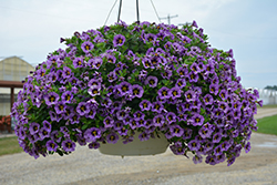 Superbells Evening Star Calibrachoa (Calibrachoa 'BBCAL87705') at Lakeshore Garden Centres
