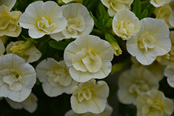Superbells Double Chiffon Calibrachoa (Calibrachoa 'USCAL51505') at Lakeshore Garden Centres