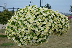 Superbells Double Chiffon Calibrachoa (Calibrachoa 'USCAL51505') at Lakeshore Garden Centres