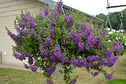Angelface Cascade Blue Angelonia (Angelonia angustifolia 'ANCASBLU') at Lakeshore Garden Centres